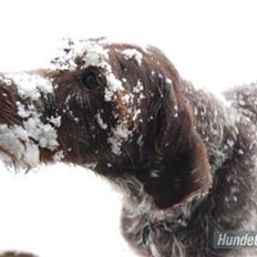 Ruhåret hønsehund Gibi<3 VBH! R.I.P!<3