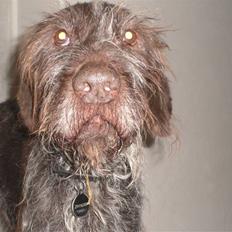 Ruhåret hønsehund Gibi<3 VBH! R.I.P!<3