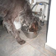 Ruhåret hønsehund Gibi<3 VBH! R.I.P!<3