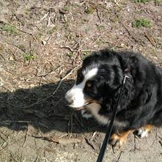 Berner sennenhund Euro Kensens Edna