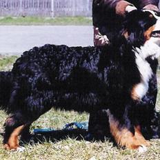 Berner sennenhund Euro Kensens Edna
