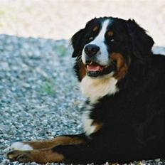 Berner sennenhund Euro Kensens Edna