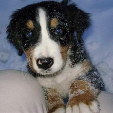 Berner sennenhund Carmen