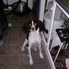 Field Trial spaniel Sally