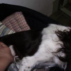 Field Trial spaniel Sally