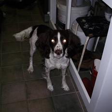 Field Trial spaniel Sally