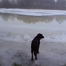 Labrador retriever Trine <3 