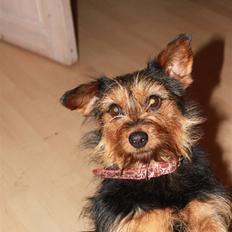 Blanding af racer Lisebeth