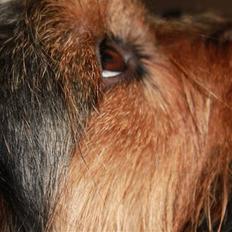 Blanding af racer Lisebeth