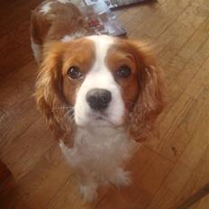 Cavalier king charles spaniel Coockie Nørgaard