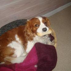 Cavalier king charles spaniel Coockie Nørgaard
