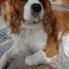 Cavalier king charles spaniel Coockie Nørgaard