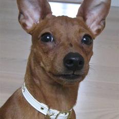 Dvaergpinscher Bailey