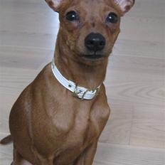 Dvaergpinscher Bailey