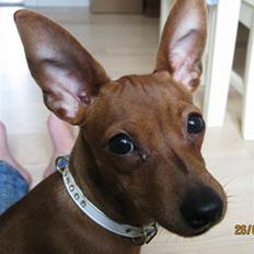 Dvaergpinscher Bailey