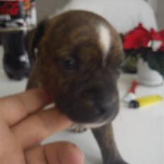 Staffordshire bull terrier Oscar Aflivet