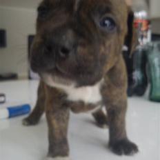 Staffordshire bull terrier Oscar Aflivet