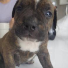 Staffordshire bull terrier Oscar Aflivet