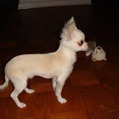 Chihuahua Mille