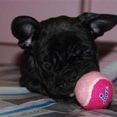 Fransk bulldog Berta <3 - damp :*