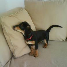 Gravhund Nuser