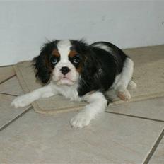 Cavalier king charles spaniel Cille