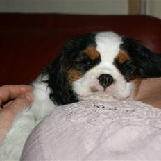 Cavalier king charles spaniel Cille