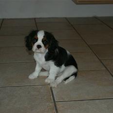 Cavalier king charles spaniel Cille