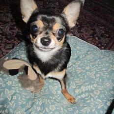 Chihuahua <3 Pixie <3