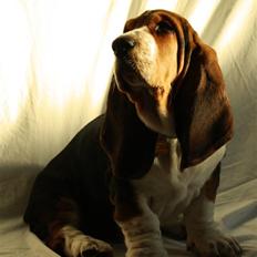 Basset hound Vito