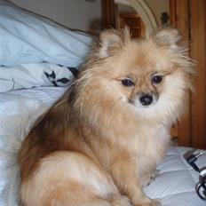 Pomeranian Gerda