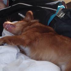 Nova scotia duck tolling retriever Ricco