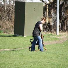 Dobermann GOF Fearless Fairy