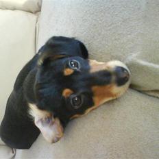 Gravhund Nuser