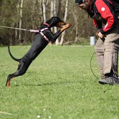 Dobermann GOF Fearless Fairy