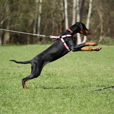 Dobermann GOF Fearless Fairy