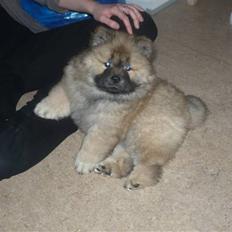 Chow chow Bella