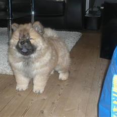 Chow chow Bella