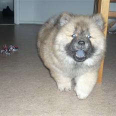 Chow chow Bella