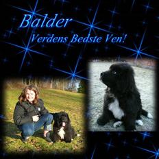 Newfoundlænder Balder *Solgt<3*