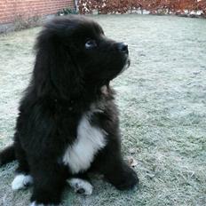 Newfoundlænder Balder *Solgt<3*