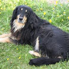 Hovawart Tanya R.I.P