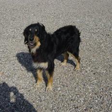 Hovawart Tanya R.I.P