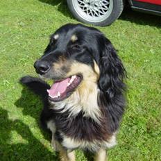 Hovawart Tanya R.I.P