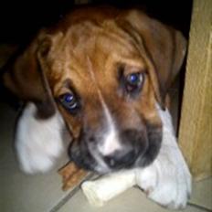 Blanding af racer Kia