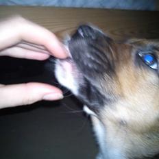 Blanding af racer Kia