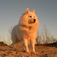 Samojedhund Nanok (RIP 9/9 2016) 11 år gl.