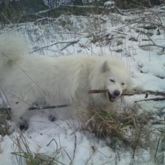 Samojedhund Nanok (RIP 9/9 2016) 11 år gl.
