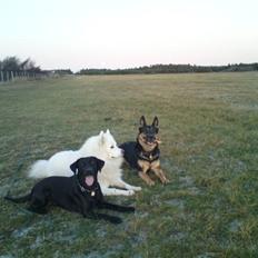 Samojedhund Nanok (RIP 9/9 2016) 11 år gl.