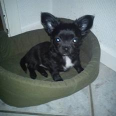 Chihuahua Flora
